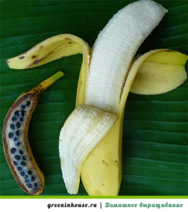 Bananfrön