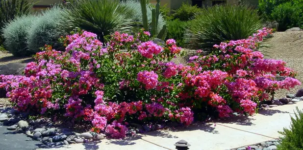 Odling av bougainvillea