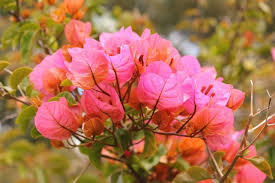 bougainvilleas i hemmet