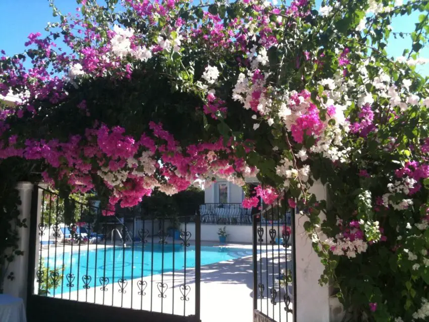 Bougainvillea i hemmet