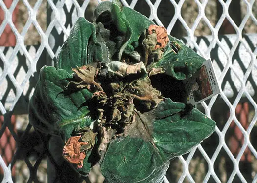 sjukdomar hos gloxinia