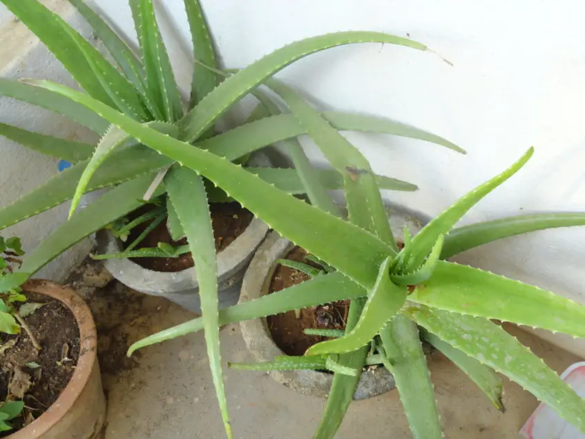 aloe hemma 