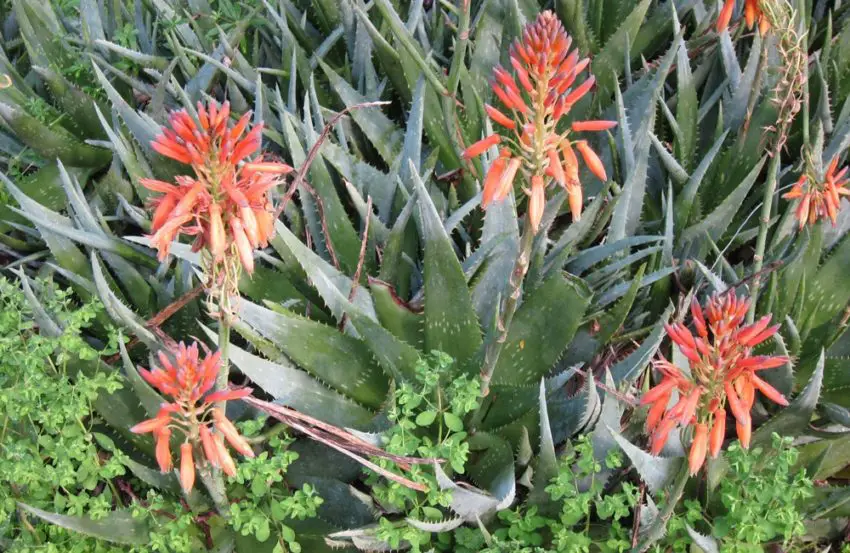 aloe hemma 