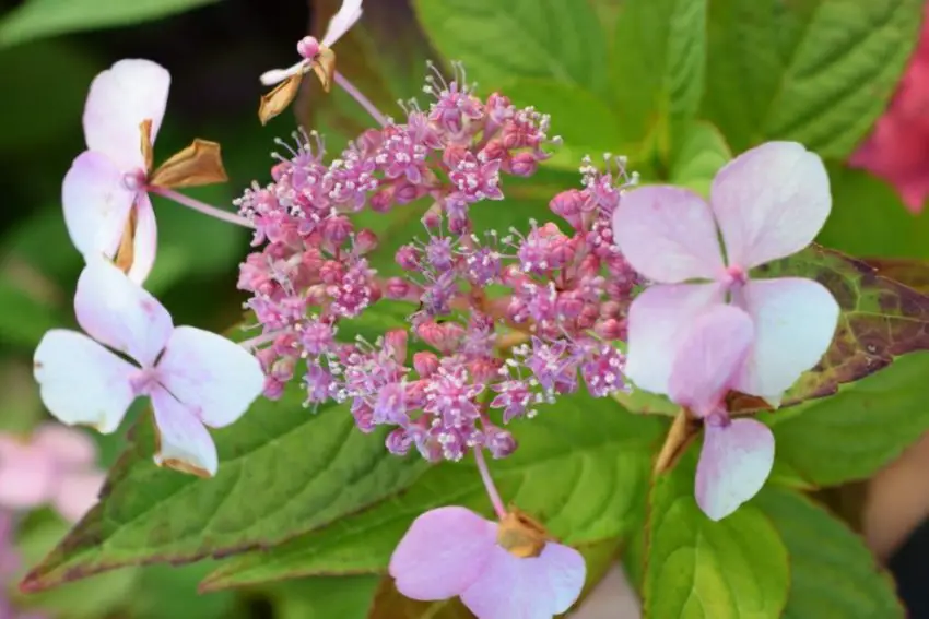 Plantering och skötsel av Hydrangea serrated bluebird