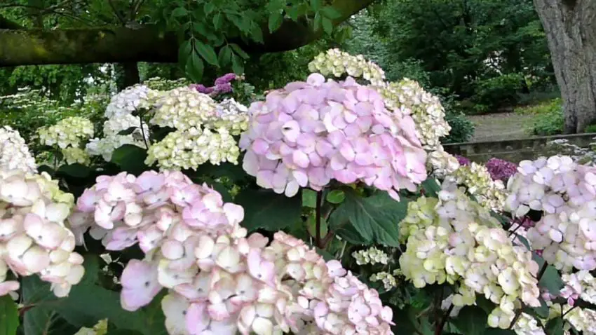  Hortensia serrated bluebird plantering och vård