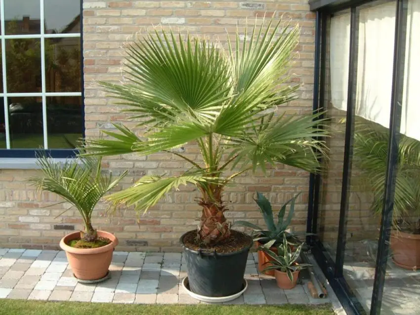 washingtonia från frö 