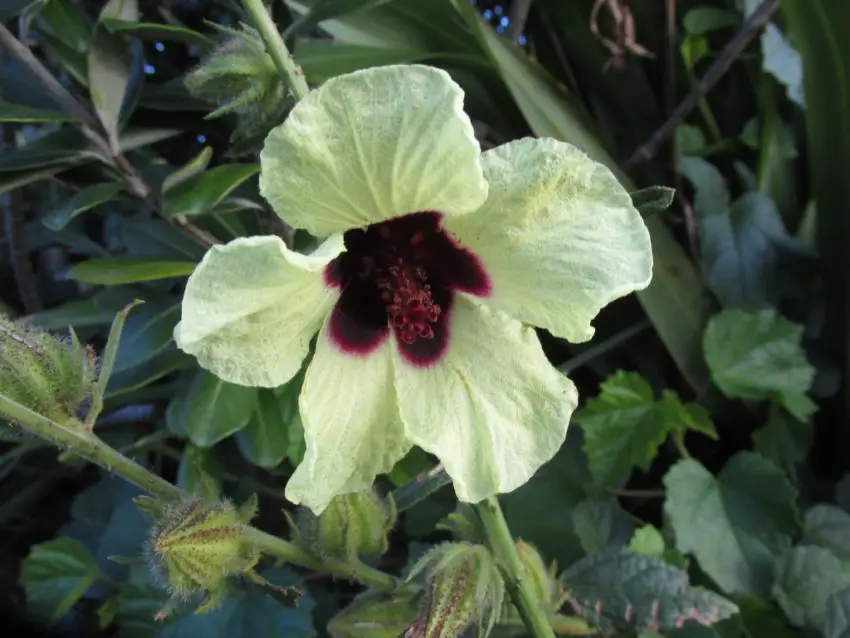 Hibiskus multifoliage