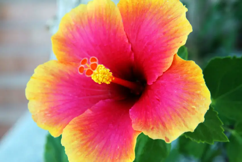 hibiskus sorter