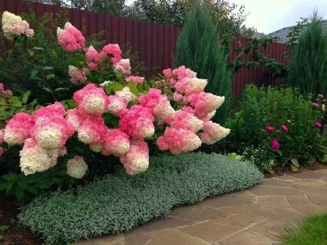 Hortensias sjukdomar och skadedjur 