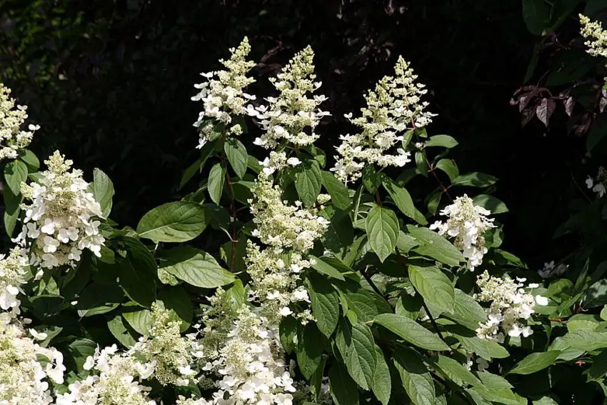 Hortensias sjukdomar i pannan 