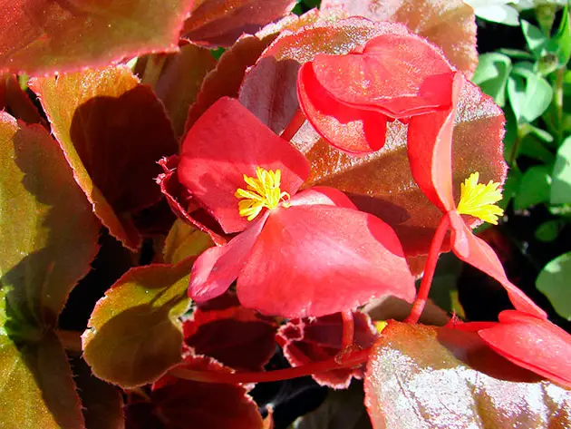 blommande begonia: skötsel i hemmet