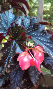 Skötsel av den blommande begonia i hemmet