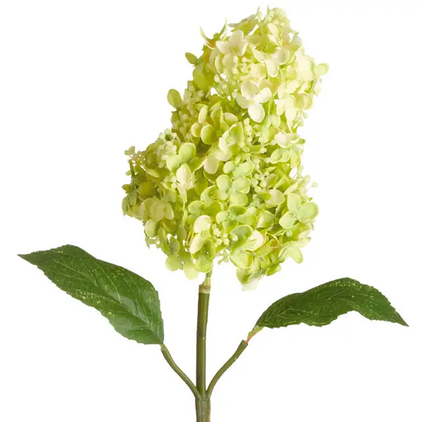 Hydrangea panicula när den blommar