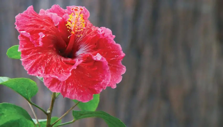 När och hur länge hibiskusen blommar