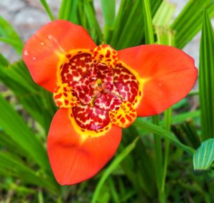 Tigridia: beskrivning av sorten, plantering och skötsel.