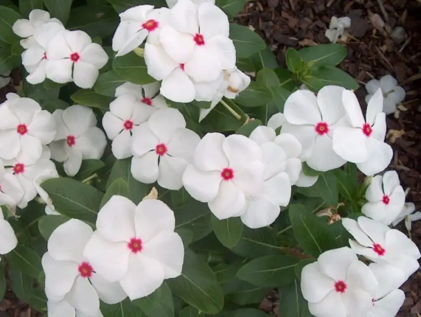 Catharanthus: Beskrivning, förökning, odling och skötsel