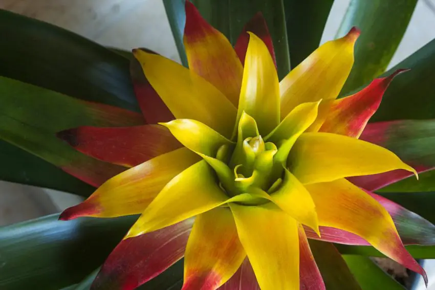 Bromelior: arter, skötsel och förökning