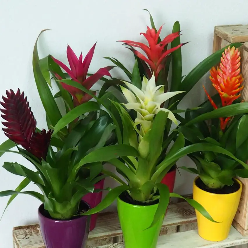 Bromelior: arter, skötsel och förökning