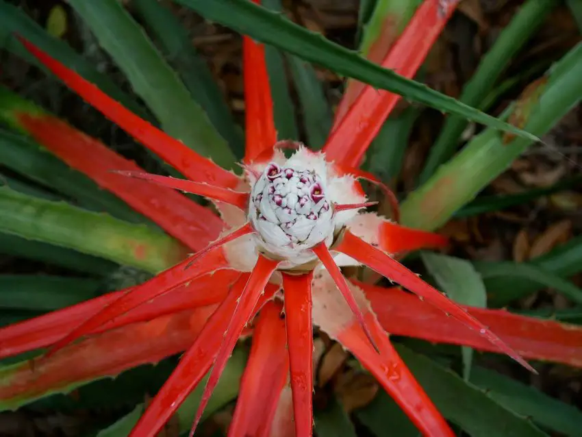 Bromeliad pingvin