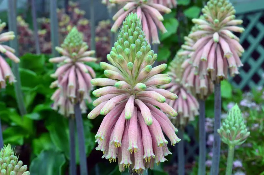 Bracteous veltheimia