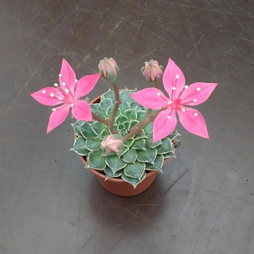 graptopetalum blommande