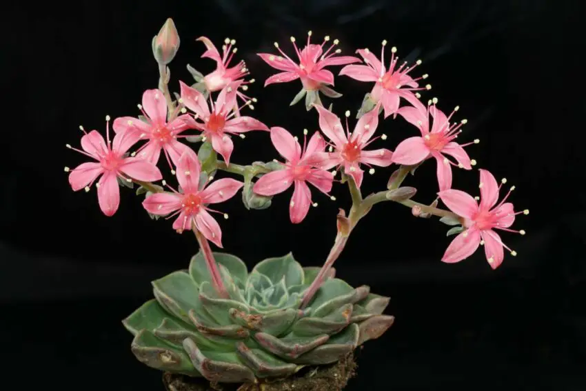 graptopetalum blomma