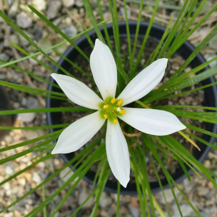 Zephyranthes: villkor för att hålla dem hemma